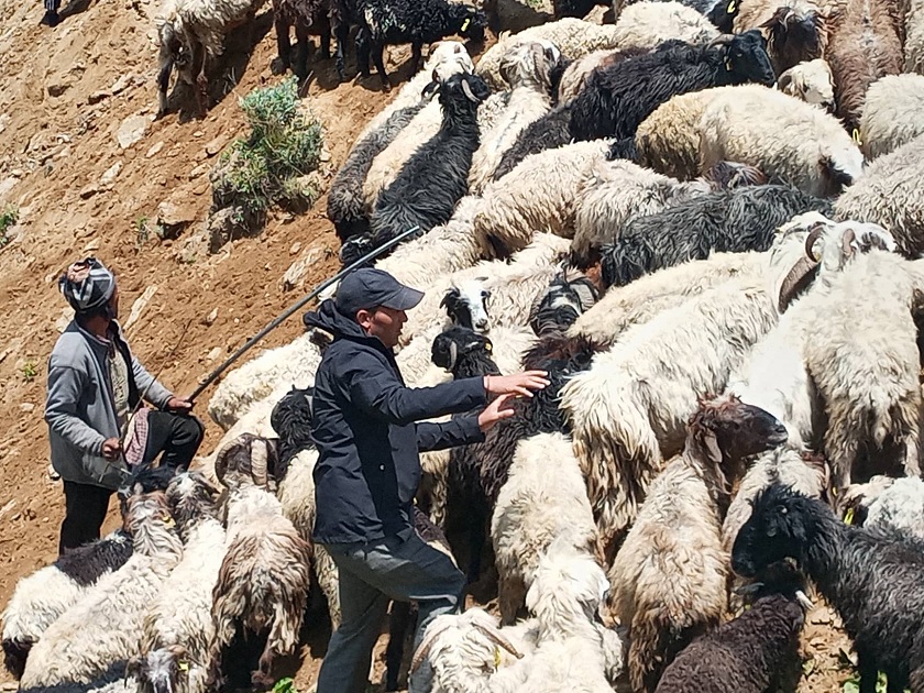 जुम्लाका एक सय ४३ भेडा किसानले पाए गोठालो भत्ता